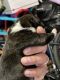 American Bully Puppies for sale in Salinas, CA, USA. price: NA