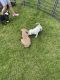 American Bully Puppies for sale in Crittenden, KY, USA. price: $3