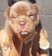 American Bully Puppies for sale in Honolulu, HI, USA. price: NA
