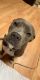 American Bully Puppies for sale in Shirley, NY, USA. price: NA