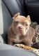 American Bully Puppies for sale in Montana Ave, El Paso, TX, USA. price: NA