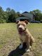 American Bully Puppies for sale in St Marys, GA 31558, USA. price: NA