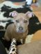 American Bully Puppies for sale in Buffalo, NY, USA. price: $1,000
