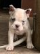 American Bully Puppies for sale in Arcadia, FL 34266, USA. price: NA