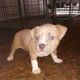 American Bully Puppies for sale in Fort Myers, FL, USA. price: $650
