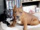 American Bully Puppies for sale in Holland, MI 49423, USA. price: NA
