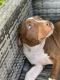 American Bully Puppies for sale in Chandler, AZ 85224, USA. price: NA