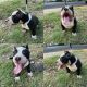 American Bully Puppies for sale in Odessa, TX, USA. price: NA