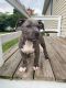 American Bully Puppies for sale in Pocomoke City, MD 21851, USA. price: NA