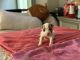 American Bully Puppies for sale in Sicklerville, NJ 08081, USA. price: $2,000