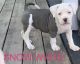 American Bully Puppies for sale in Shinnston, WV 26431, USA. price: NA