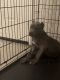 American Bully Puppies for sale in Memphis, TN, USA. price: $400
