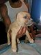 American Bully Puppies for sale in Newark, NJ, USA. price: $900