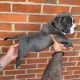 American Bully Puppies for sale in Florence, OR 97439, USA. price: $1,300