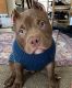 American Bully Puppies for sale in Florence, OR 97439, USA. price: NA