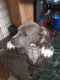 American Bully Puppies for sale in Dade City, FL, USA. price: $700