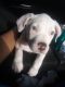 American Bully Puppies for sale in 9301 Dairy View Ln, Houston, TX 77099, USA. price: NA