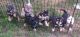American Bully Puppies for sale in Brainerd, MN 56401, USA. price: NA