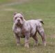 American Bully Puppies for sale in Demopolis, AL, USA. price: NA