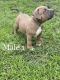 American Bully Puppies for sale in New Bern, NC 28562, USA. price: NA