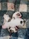 American Bully Puppies for sale in Macon, GA, USA. price: NA