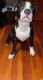 American Bully Puppies for sale in New Bedford, MA, USA. price: $900