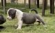 American Bully Puppies for sale in Bathinda, Punjab, India. price: 35000 INR