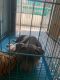 American Bully Puppies for sale in Delhi, India. price: 18000 INR