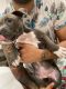 American Bully Puppies for sale in Staten Island, NY, USA. price: $1,200