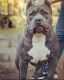 American Bully Puppies for sale in Woodward, OK 73801, USA. price: NA