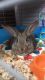 American Chinchilla Rabbits for sale in Oklahoma City, OK, USA. price: $100