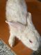 American Chinchilla Rabbits for sale in Ohio City, OH 45874, USA. price: $150