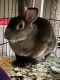 American Chinchilla Rabbits for sale in NO HUNTINGDON, PA 15642, USA. price: $80