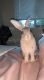 American Chinchilla Rabbits for sale in SE Sunnybrook Blvd, Oregon 97015, USA. price: $60