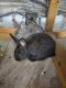 American Chinchilla Rabbits for sale in Ruther Glen, VA 22546, USA. price: $20