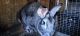 American Chinchilla Rabbits