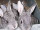 American Chinchilla Rabbits for sale in 625 N Homestead Blvd, Price, UT 84501, USA. price: $50