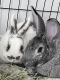 American Chinchilla Rabbits for sale in Boise, ID, USA. price: NA