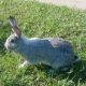 American Chinchilla Rabbits for sale in Los Angeles, CA, USA. price: NA