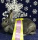 American Chinchilla Rabbits for sale in Dallas, OR 97338, USA. price: NA