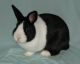 American Chinchilla Rabbits for sale in Vancouver Ave, Toronto, ON M4L, Canada. price: $550