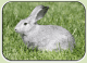 American Chinchilla Rabbits for sale in Williamsburg, OH, USA. price: NA