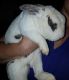 American Chinchilla Rabbits for sale in Walkertown, NC 27051, USA. price: $30