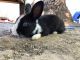 American Chinchilla Rabbits for sale in Fontana, CA 92331, USA. price: NA