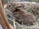 American Chinchilla Rabbits for sale in Manorville, NY 11949, USA. price: $80