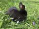 American Chinchilla Rabbits for sale in Roanoke, VA, USA. price: NA