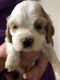 American Cocker Spaniel Puppies for sale in Stanford, MT 59479, USA. price: NA