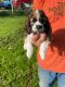 American Cocker Spaniel Puppies for sale in Hicksville, NY, USA. price: NA