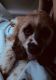 American Cocker Spaniel Puppies for sale in Plainview, NY, USA. price: NA
