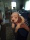 American Cocker Spaniel Puppies for sale in Dayton, OH, USA. price: $500